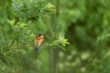 European bee-eater (Merops apiaster), Slovakia, wildlife photography