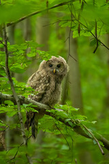 Ural owl (Strix uralensis), Slovakia, Wildlife photography