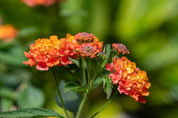 Close up of common lantana (lantana camara) flowers in bloom