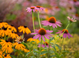 Kwiaty Jeżówki purpurowej - Echinacea © mycatherina