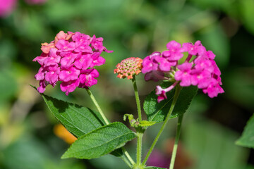 Close up of common lantana (lantana camara) flowers in bloom