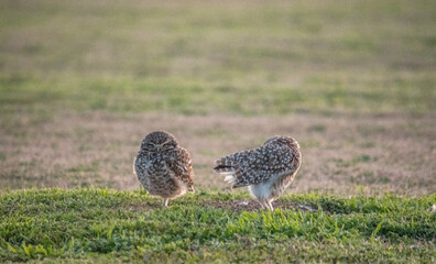 Primer plano de las lechuzas en el descampado. Athene cunicularia
