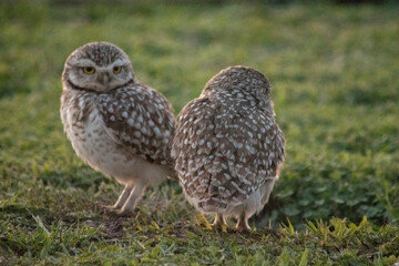 Primer plano de las lechuzas en el descampado. Athene cunicularia