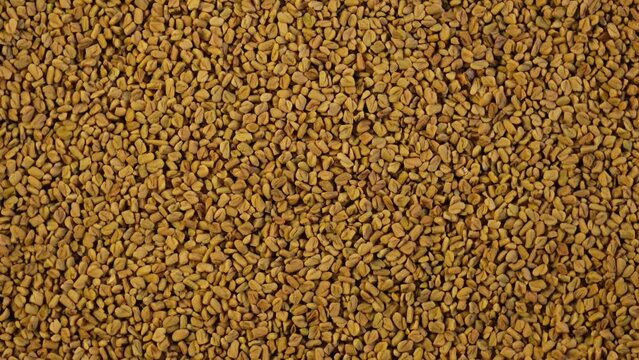 Texture of yellow fenugreek seeds or shambhala, helba seeds, top view. Fenugreek is traditional Indian seasoning. Video 4K, Rotating.