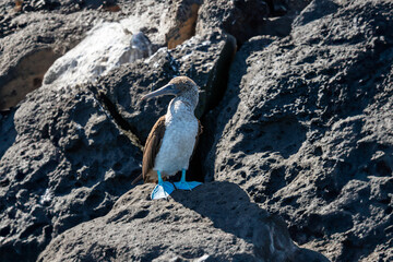 Galapagos blue footed booby in the rocks
