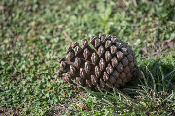 Primer plano de un cono de pino sobre el césped