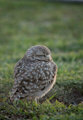 Primer plano de las lechuzas en el descampado. Athene cunicularia