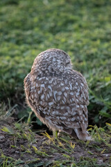 Primer plano de las lechuzas en el descampado. Athene cunicularia
