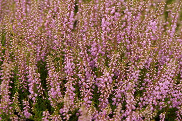 Heather Plant Detail Of Blossom