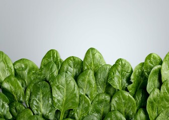 a pile of fresh ripe green spinach leaves