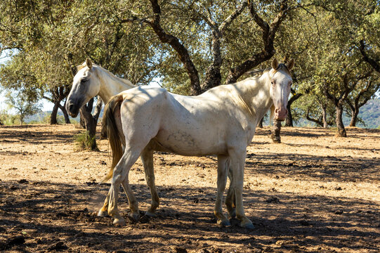 Simp&aacute;tica escena de dos caballos blancos de perfil, mirando cada uno para un lado.