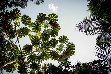 Céu Entre Folhagens: Respirando Natureza através das Folhas de Embaúba