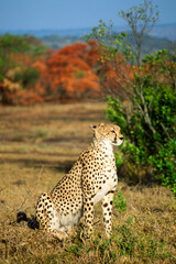 Cheetah in calm