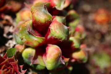 rojnik Fantasy Sempervivum