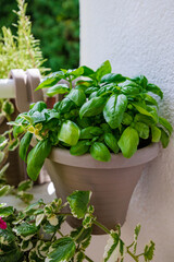 fresh herbs (Basil) in a pot