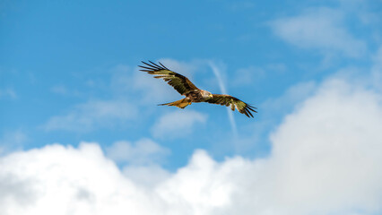 red kite soaring in the sky