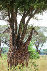 Giraffes under shade