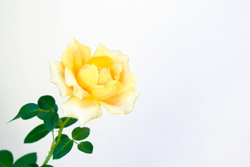Yellow rose flower plant on white background. 