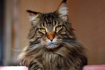 Portrait of a gray serious adult Maine Coon cat named Fedor
