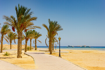 Palm trees on the beach