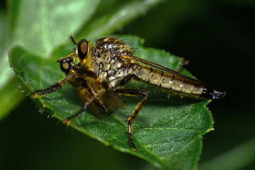 raubfliege mit beute auf einem blatt sitzend