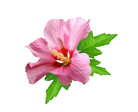 Pink hibiscus flower with leaves isolated on white background   