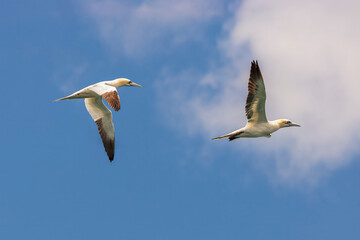 Pair of Adult Northern Gannets in flight