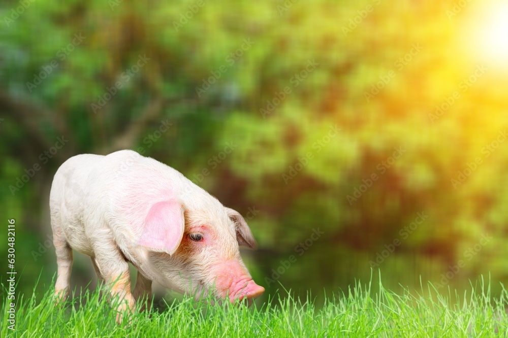 Poster Cute baby pink pig enjoying life on green grass