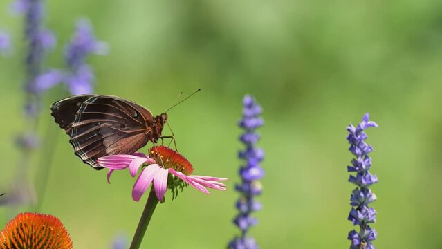 Diana Fritillary butterfly feeding on a Purple Coneflower, with a Pipevine Swallowtail flying by to check her out