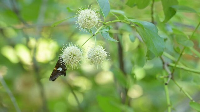 Silver-spotted Skipper butterfly feeding nectar on a white Buttonbush flower