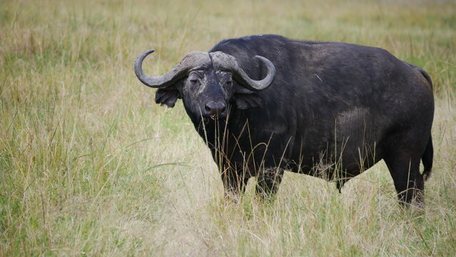 Black water buffalo on green grass field