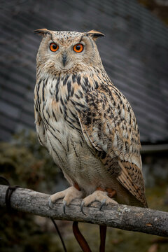 A close up Siberian eagle owl