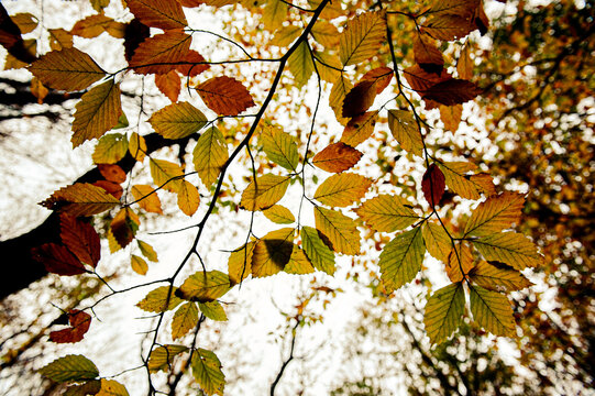 A view of ochres leaves on a tree, from below.