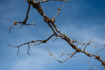 ARBOL CON RAMAS DE HOJAS CADUCAS EN INVIERNO SIN HOJAS