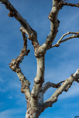 ARBOL CON RAMAS DE HOJAS CADUCAS EN INVIERNO SIN HOJAS