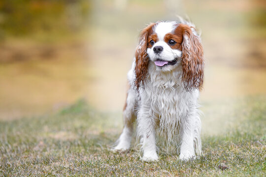 Cavalier King Charles Spaniel dog standing outdoor