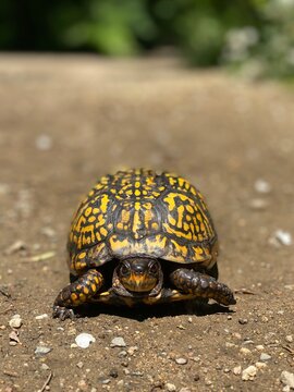 Eastern box turtle on brown soil