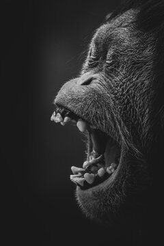 Grayscale photo of gorilla screaming