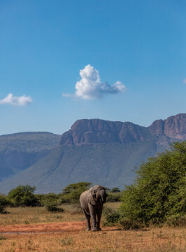 Elephant standing mountains