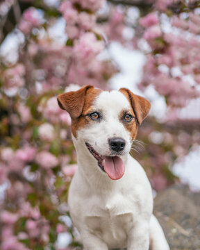 Jack Russell terrier puppy outdoor