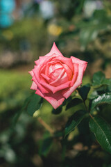 pink rose in garden