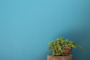 postal de planta tipo bonsái con fondo azul.