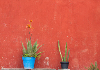 imagen de cactus en macetas con fondo naranja.