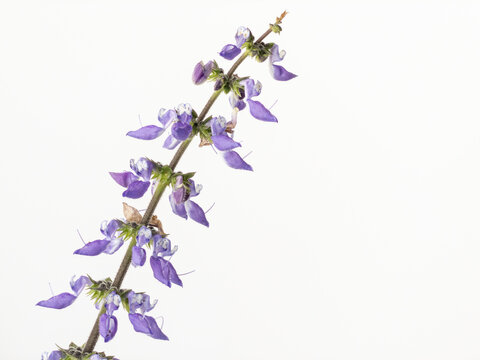 Blue flowers of the Brazilian boldo also called boldo da terra. Scientific names: Plectranthu barbatus, Coleus forskohlii barbatus.