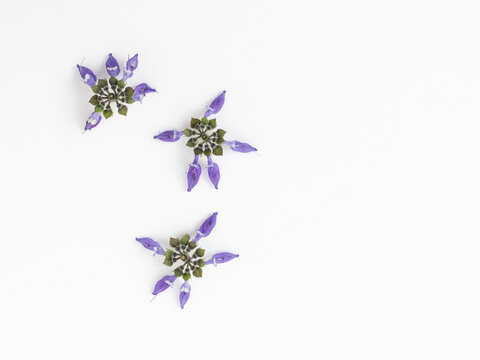 Blue flowers of the Brazilian boldo also called boldo da terra. Scientific names: Plectranthu barbatus, Coleus forskohlii barbatus.