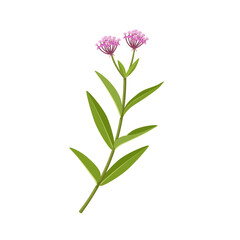 Vector illustration, Asclepias incarnata or Swamp Milkweed, isolated on white background.