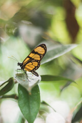 butterfly on leaf