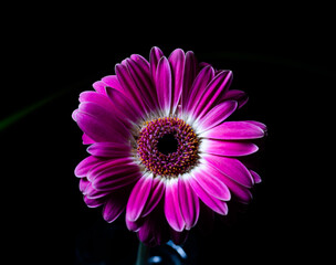 pink gerber daisy