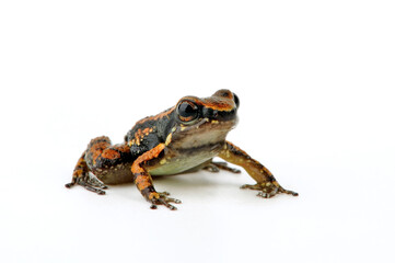 Trinidad poison frog // Gelbkehlfrosch, Trinidad-Giftfrosch (Mannophryne trinitatis) - Trinidad 