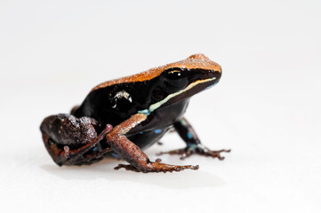 Brown mantella // Madagaskar-Buntfrosch (Mantella betsileo) - Madagascar